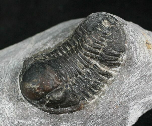 Bargain Gerastos Trilobite Fossil #27931